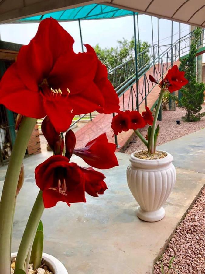 Hotel Blumenpark Rio Negro  エクステリア 写真